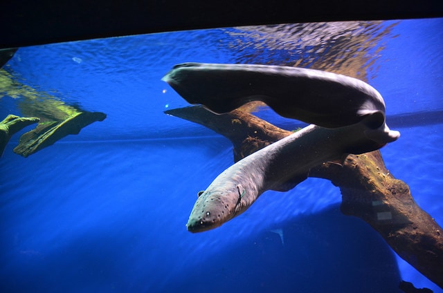 Let's Talk About Electric Eel And 4 Shocking Facts About It
