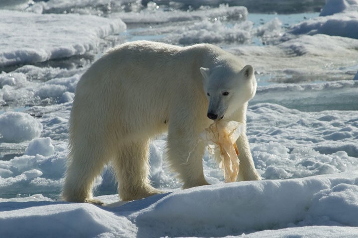 Polar Bear with Plastic