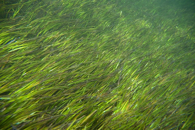 Seagrass by Amada44