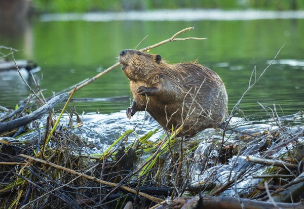 beaver-dam