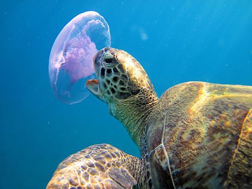 Sea Turtle Eating Jelly Fish
