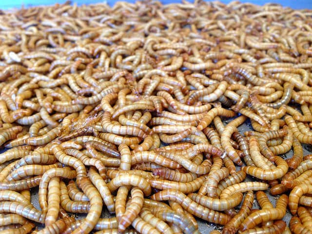 Mealworms by Oakley Originals Flickr
