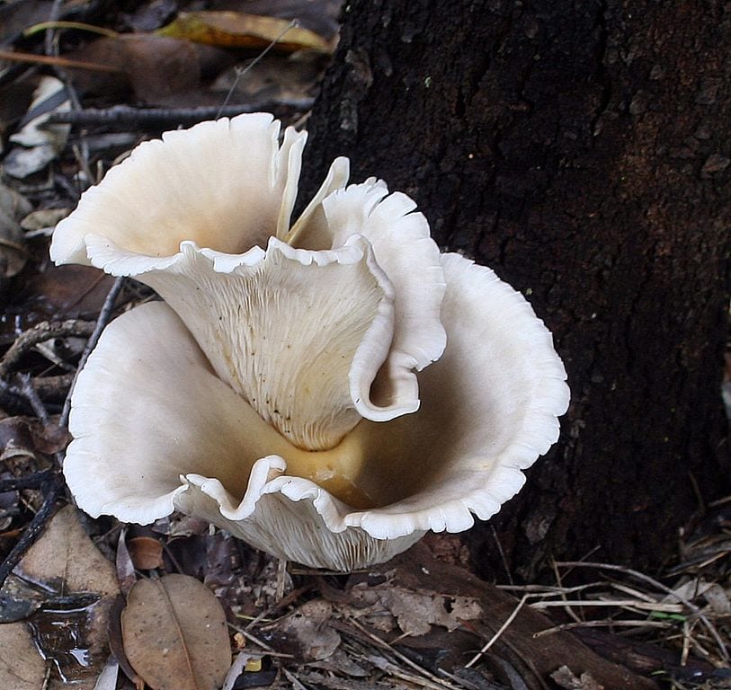 Omphalotus nidiformis Ghost Mushroom on Hakea salicifolia stump Wikimedia Common