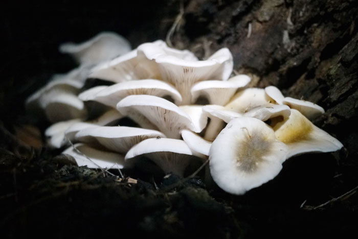 Omphalotus nidiformis ghost fungus glow mushroom