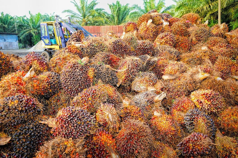 Palm-Oil-Harvest