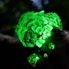 Top 7 Amazing Glow in The Dark Mushroom – With Photo and Video