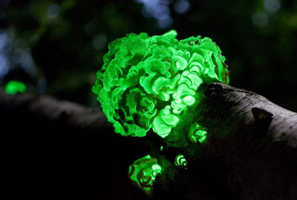 Panellus stipticus Glowing Mushroom