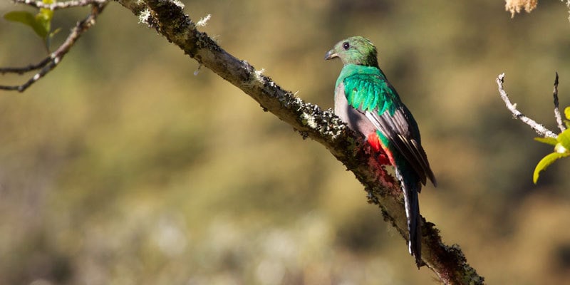 Resplendendt Quetzal Bird by Matt Mac Gillivray Flickr