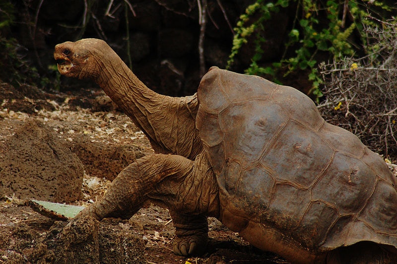 Lonesome George (Wikimedia Commons)