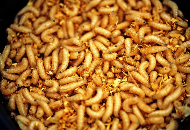 A Pile of Waxworms (Winconsin Department of Natural Resources)