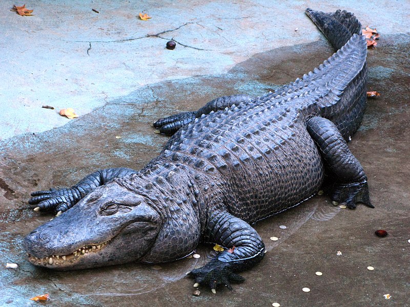 Alligator by PetarM