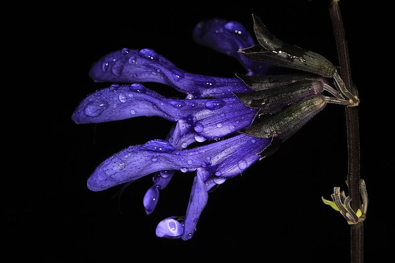 Black and Blue Sage – Salvia guaranitica,Woodbridge,Virginia (Wikimedia Commons)
