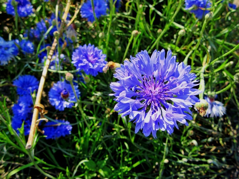 Blue cornflower (Pxhere.com)