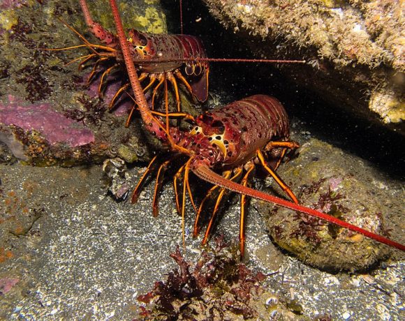California Spiny Lobster by Ed Bierman