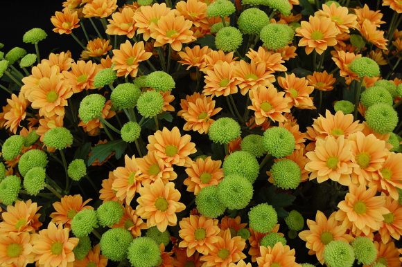 Chrysanthemum 'Enbee Wedding Golden' and 'Feeling Green' (Wikimedia Commons)