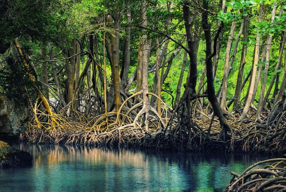 Dominican_republic_Los_Haitises_mangroves by Anton Bielousov