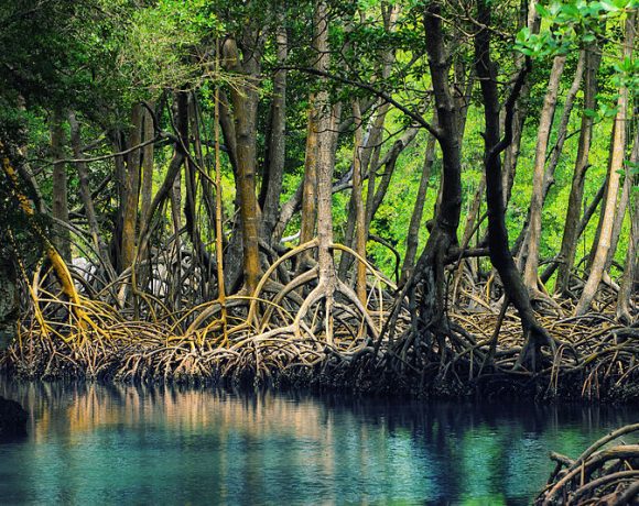 Dominican_republic_Los_Haitises_mangroves by Anton Bielousov