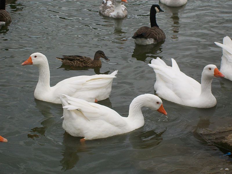 Geese by AnemoneProjectors