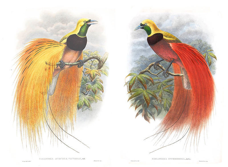 John Gould & William Matthew Hart – Birds of Paradise from Birds of Asia (Wikimedia Commons)
