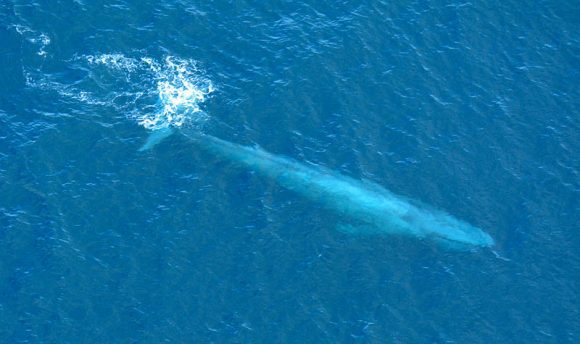 Large Blue Whale Off Southern California Coast By D Ramey Logan