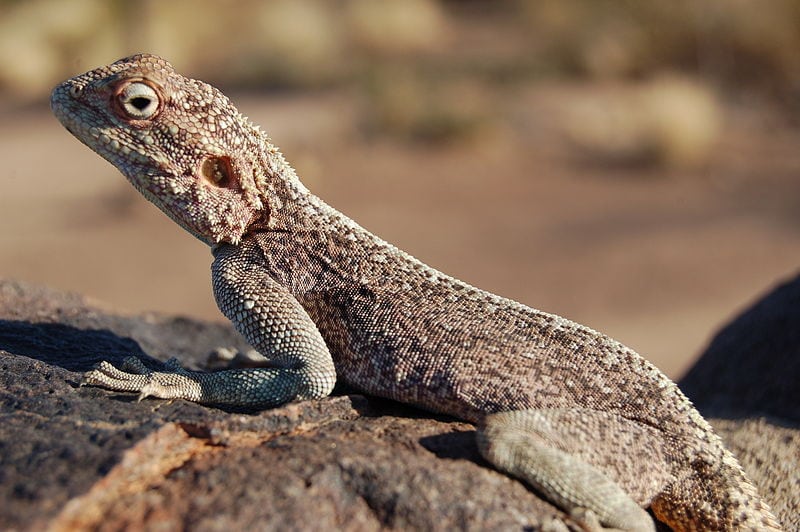 Lizard, Southern Namibia (Sara&Joachim)