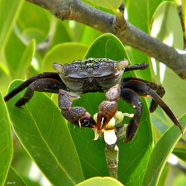 Mangrove tree crab by Bob Peterson