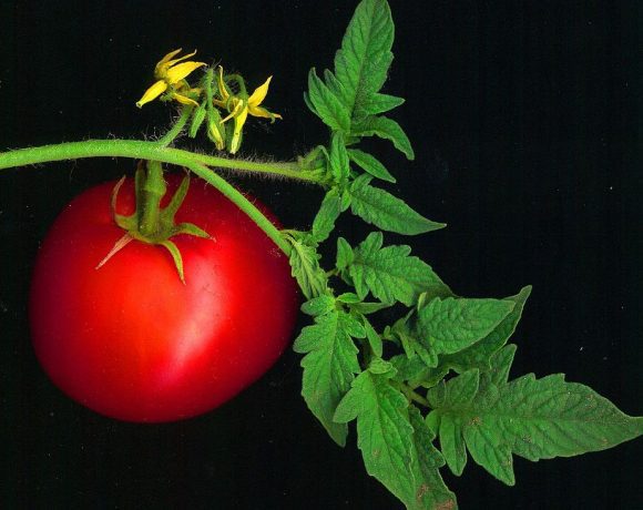 Tomato scanned (Wikimedia Commons)