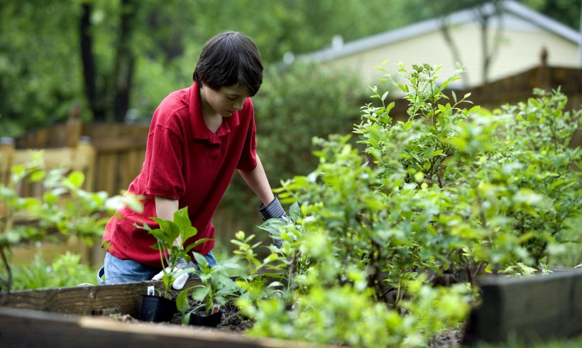 How to Choose the Right Plants for Your Garden: A Guide