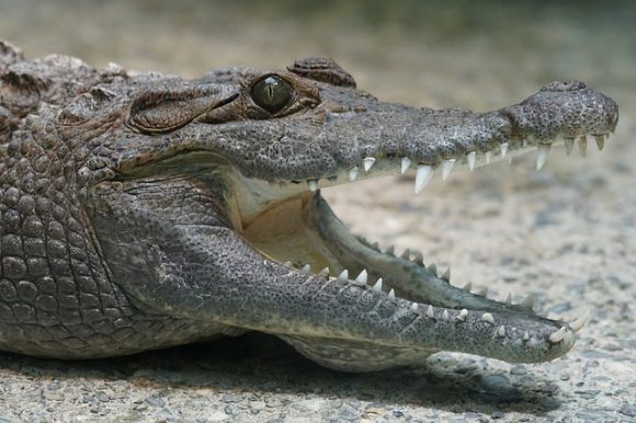 Crocodile