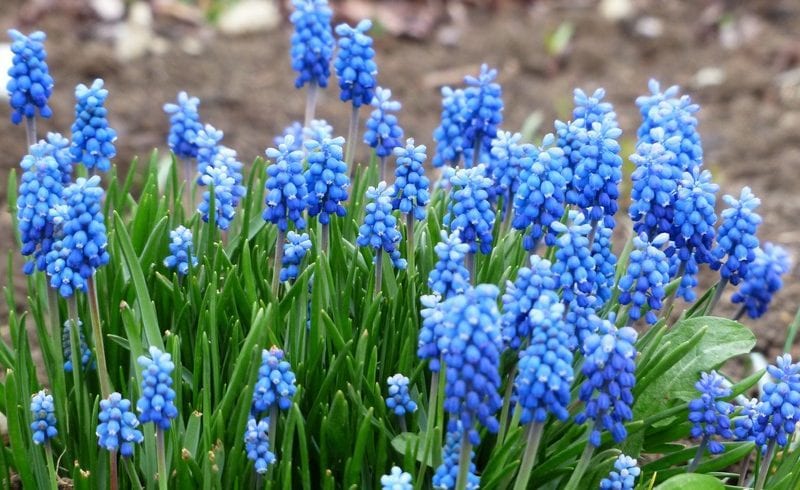 10 Astonishing Blue Flowers For Your Garden