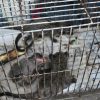 Cambodia’s Illegal Wildlife Trade Is Bigger Than We Thought