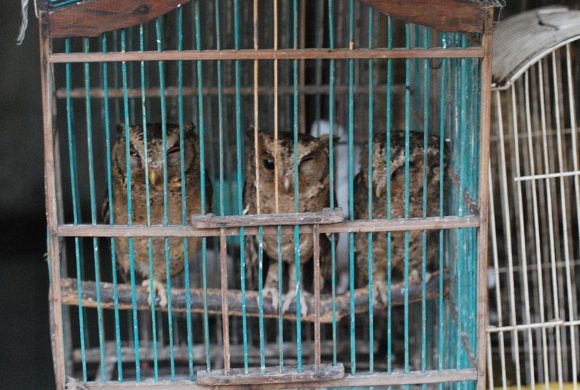owlets in Illegal trade