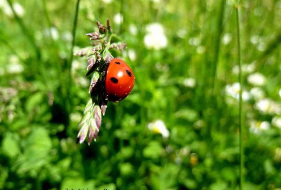 Ladybug