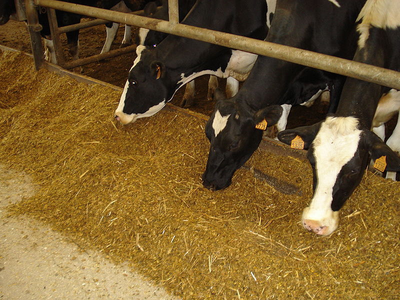 Cows eating TMR (Wikimedia Commons)