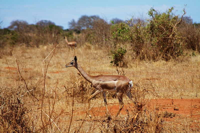Gerenuk antelopes in Tsavo East by McKay Savage