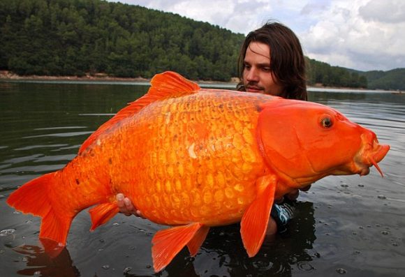 Giant goldfish (Flickr)