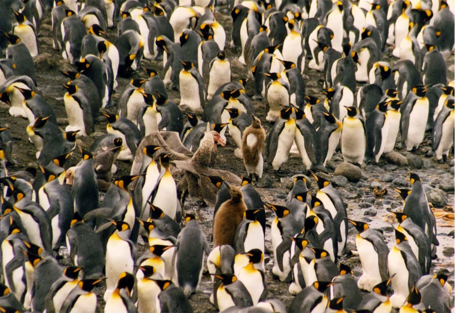 Giant petrel and king penguins (Wikimedia Commons)