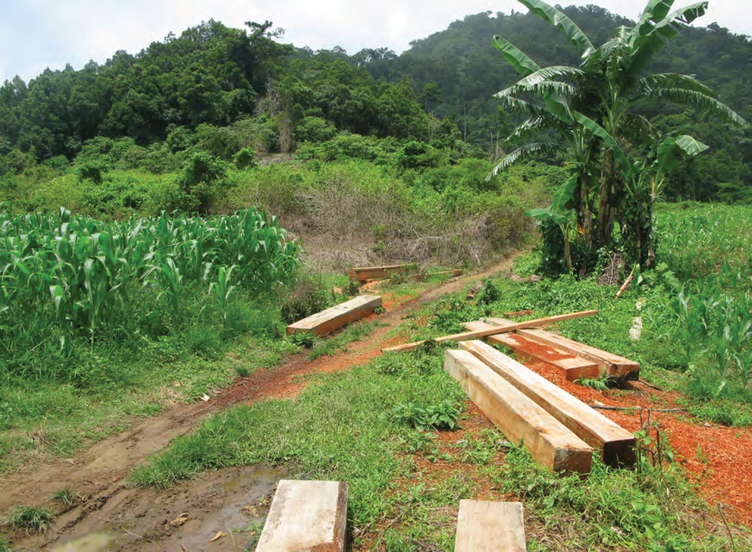 Illegal logging in Phillippines (Wikimediia Commons)