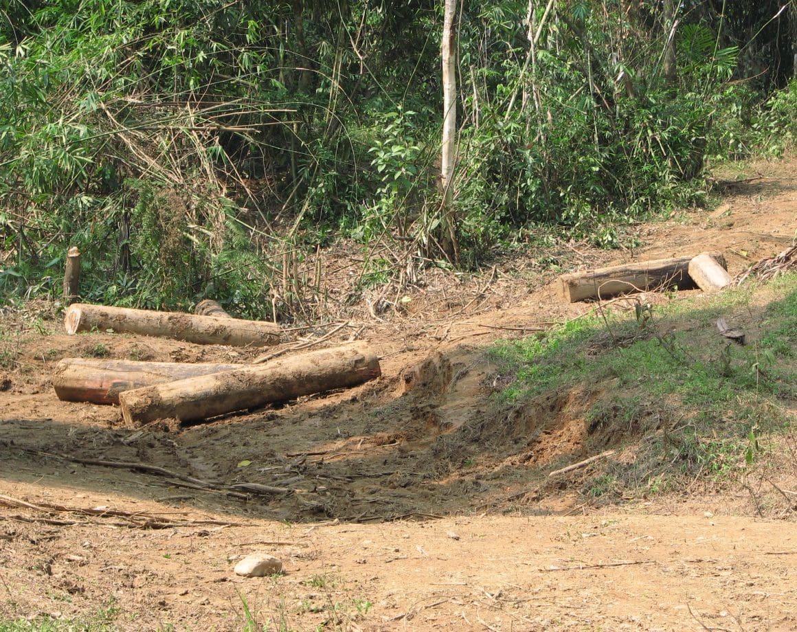 Story From Philippines Holy War Against Illegal Logging