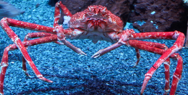 Japanese Spider Crab by Anthony