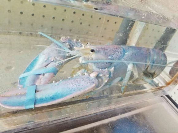 Lucky in the aquarium (Layne Ingalls, Harbour Grille)