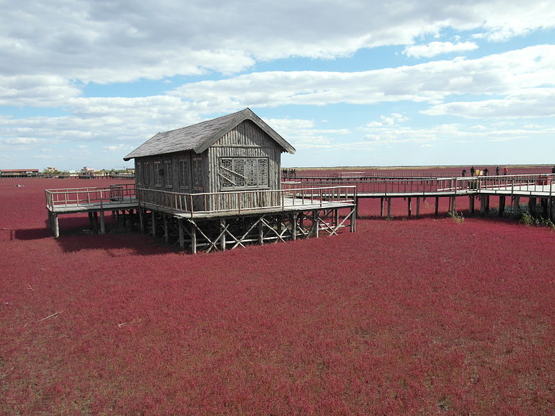 Red Beach Panjin (Wikimedia commons)