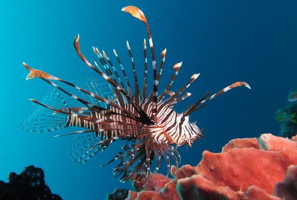 Red lionfish by Alexander Vasenin