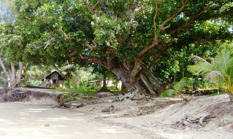 Vanuatu Tamanu Tree
