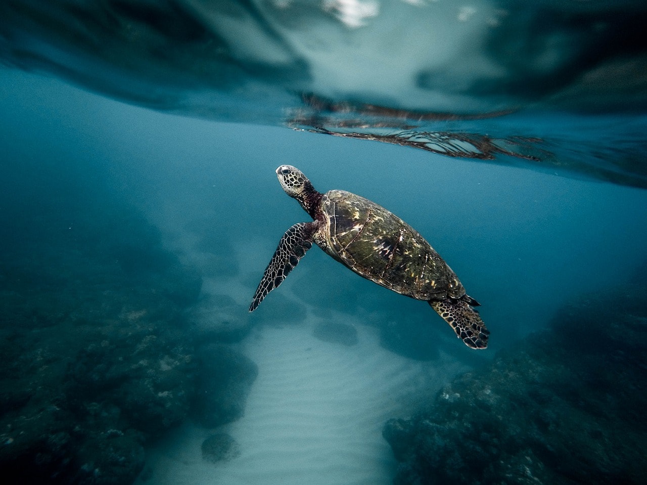 sea turtle underwater