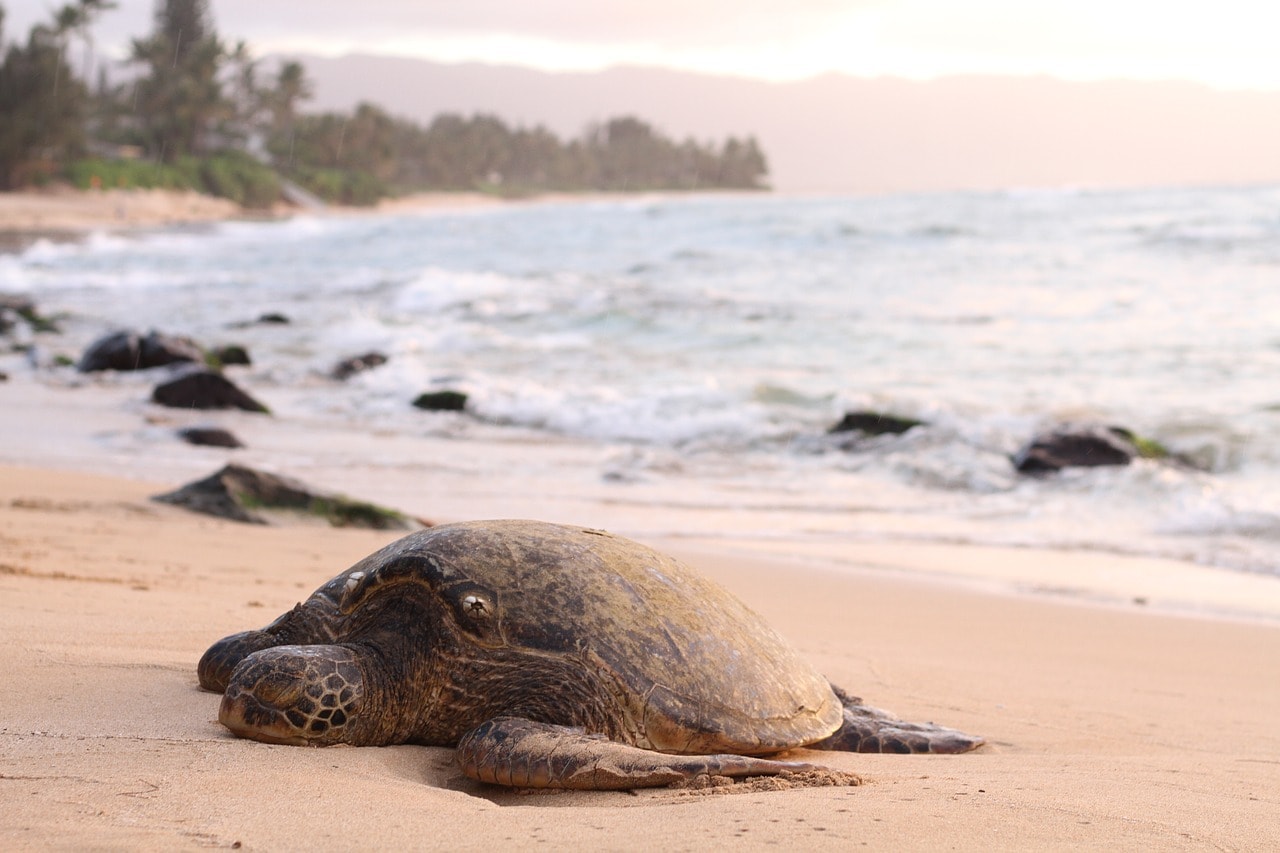 resting sea turtles