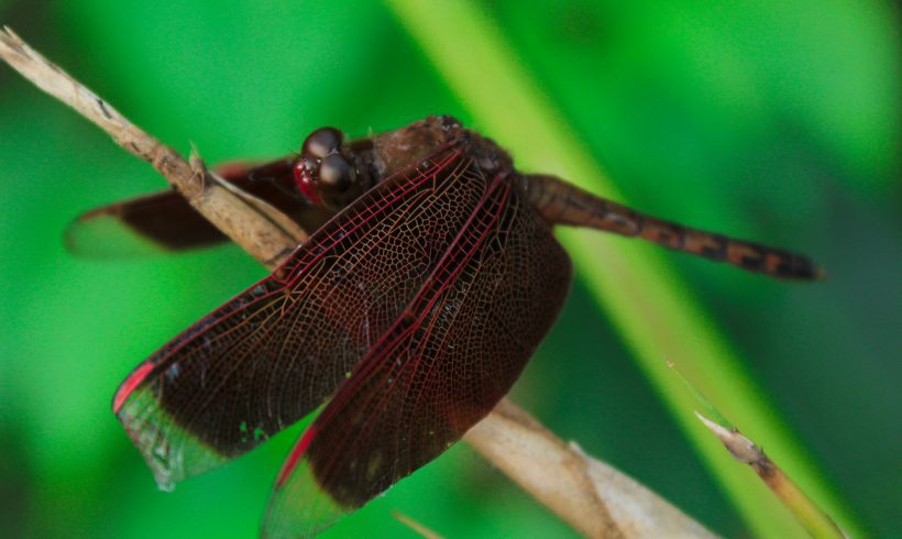 Dragonfly, The Environmentally Important Fairy-Like Insect