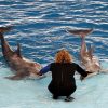 It’s Time to Stop: Why You Shouldn’t Enjoy Dolphin Circus