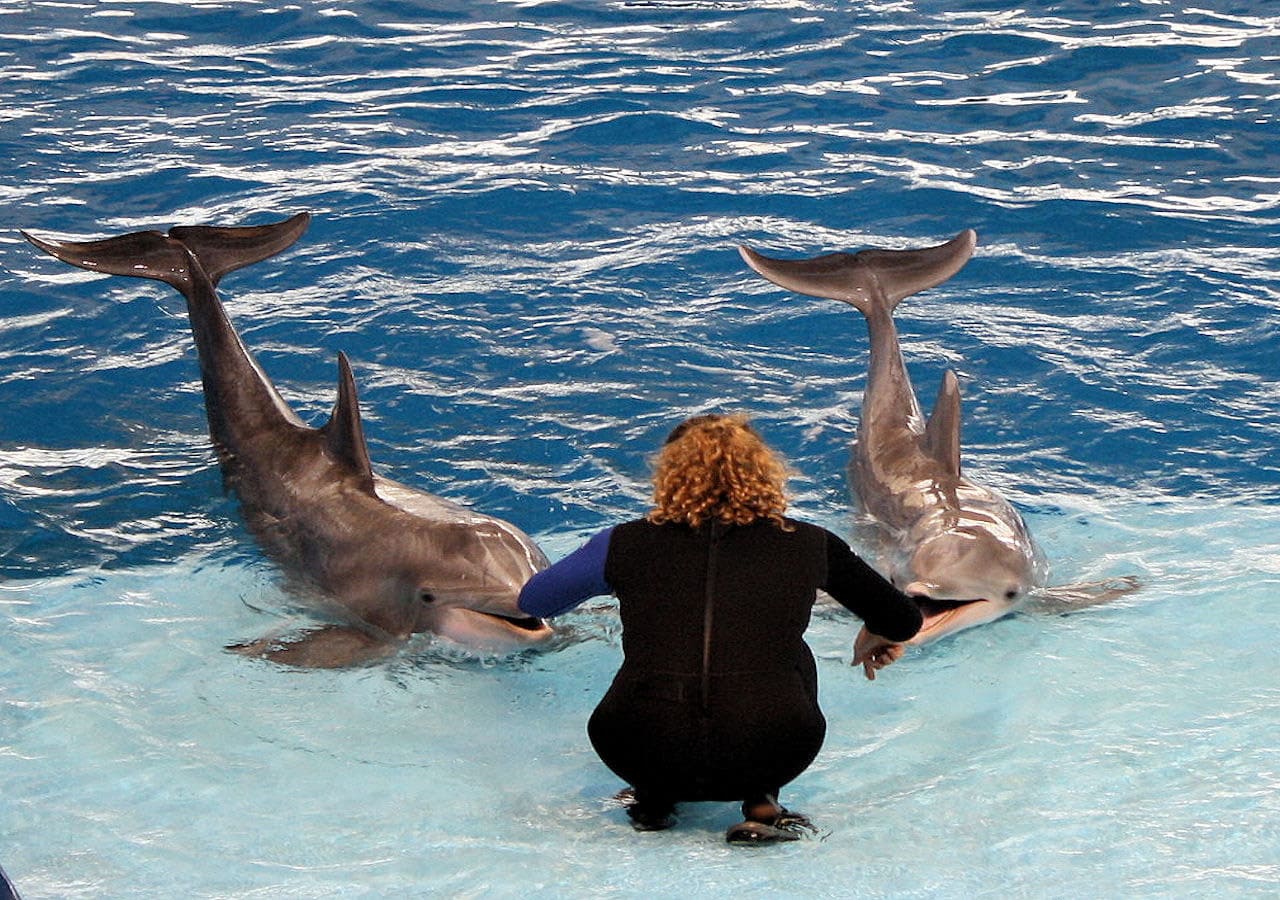 dolphins with trainer