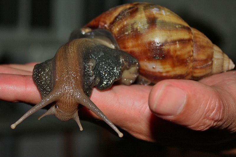 giant african land snail by Thomas Brown